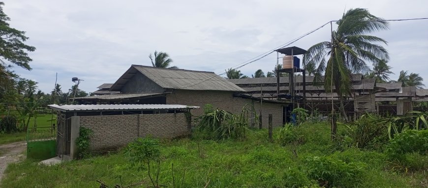 Pemilik Kandang Ayam Petelur Tidak Kantongi Izin Bisa Didenda 3 Miliar Dan Penjara 3 Tahun