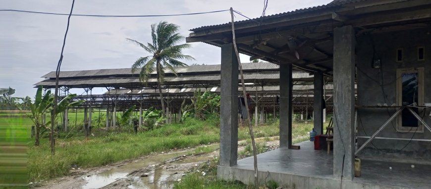 Di Terpa Isu Tak Berizin Pengusaha Ayam Petelur di Desa Mekar Mulya Pemilik: Itu Hoaks