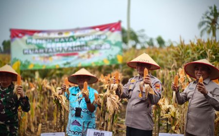 ‎Panen Jagung di Lampung Selatan Berlangsung Serentak, Dorong Ketahanan Pangan Daerah ‎